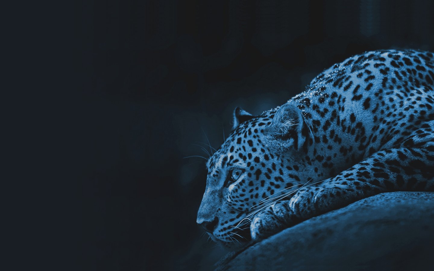 Leopard cyan-desktop