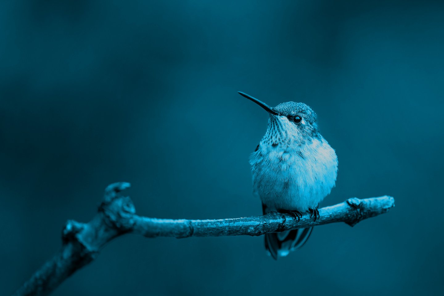 bird-on-a-branch-looking-for-food