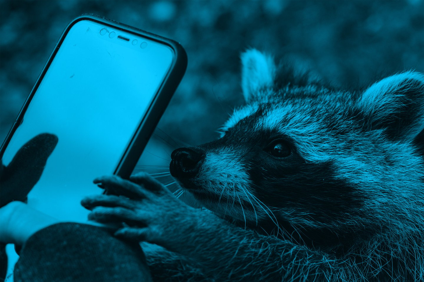 racoon-reaching-to-make-phone-call