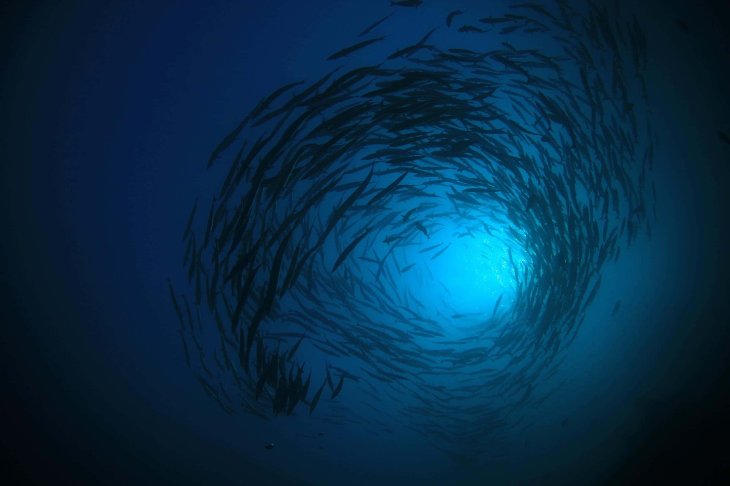 school of fish in a swirl